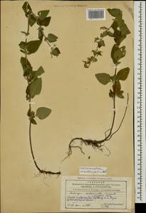 Clinopodium menthifolium, Caucasus, Azerbaijan (K6) (Azerbaijan)