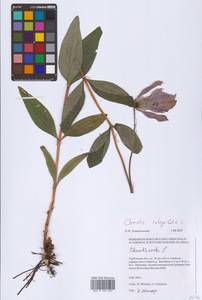 Clematis integrifolia L., Eastern Europe (no precise locality) (E0)