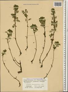 Artemisia chamaemelifolia Vill., Caucasus, North Ossetia, Ingushetia & Chechnya (K1c) (Russia)