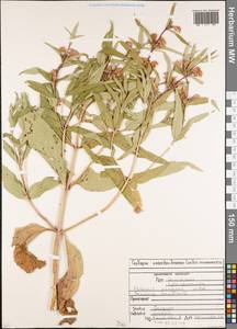 Phlomis herba-venti subsp. pungens (Willd.) Maire ex DeFilipps, Caucasus, North Ossetia, Ingushetia & Chechnya (K1c) (Russia)