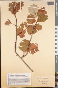 Hedlundia persica (Hedl.) Mezhenskyj, Middle Asia, Kopet Dag, Badkhyz, Small & Great Balkhan (M1) (Turkmenistan)