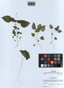 Circaea alpina L., Siberia, Altai & Sayany Mountains (S2) (Russia)