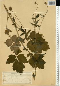 Geum aleppicum Jacq., Eastern Europe, Central forest-and-steppe region (E6) (Russia)