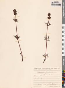 Pedicularis chamissonis Steven, Siberia, Chukotka & Kamchatka (S7) (Russia)