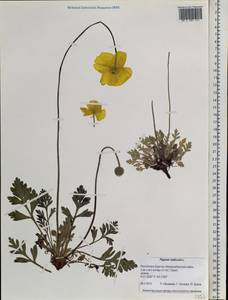 Oreomecon nudicaulis subsp. nudicaulis, Siberia, Baikal & Transbaikal region (S4) (Russia)