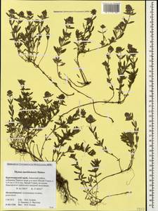 Thymus markhotensis Maleev, Caucasus, Krasnodar Krai & Adygea (K1a) (Russia)