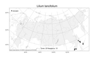 Lilium lancifolium Thunb., Atlas of the Russian Flora (FLORUS) (Russia)