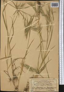 Bromus oxyodon Schrenk, Middle Asia, Western Tian Shan & Karatau (M3) (Kazakhstan)