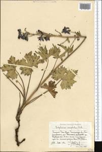 Delphinium oreophilum Huth, Middle Asia, Western Tian Shan & Karatau (M3) (Uzbekistan)