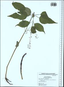 Circaea lutetiana L., Eastern Europe, Central region (E4) (Russia)