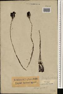 Pseudoselago spuria (L.) O.M. Hilliard, Africa (AFR) (South Africa)