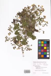 Potentilla humifusa Willd. ex D. F. K. Schltdl., Eastern Europe, Central forest-and-steppe region (E6) (Russia)