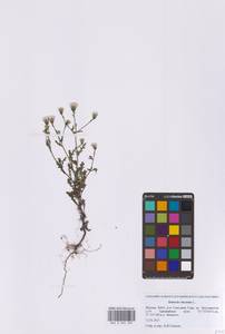 Senecio viscosus L., Eastern Europe, Moscow region (E4a) (Russia)