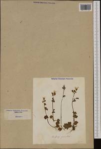 Saxifraga granulata, Western Europe (EUR) (Italy)