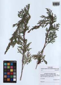 Artemisia macrantha Ledeb., Siberia, Altai & Sayany Mountains (S2) (Russia)