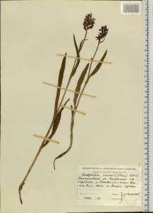 Dactylorhiza russowii (Klinge) Holub, Eastern Europe, Eastern region (E10) (Russia)
