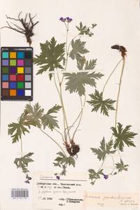 Geranium pseudosibiricum J. Mayer, Eastern Europe, Eastern region (E10) (Russia)