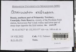 Coscinodon cribrosus (Hedw.) Spruce, Bryophytes, Bryophytes - Russian Far East (excl. Chukotka & Kamchatka) (B20) (Russia)