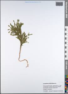 Dendrolycopodium juniperoideum (Sw.) A. Haines, Siberia, Russian Far East (S6) (Russia)