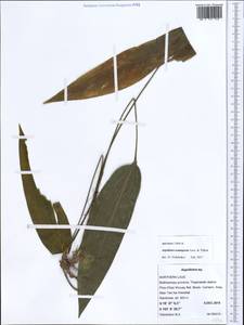 Aspidistra semiaperta Aver. & Tillich, South Asia, South Asia (Asia outside ex-Soviet states and Mongolia) (ASIA) (Laos)