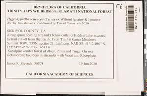 Hygrohypnella ochracea (Turner ex Wilson) Ignatov & Ignatova, Bryophytes, Bryophytes - America (BAm) (United States)