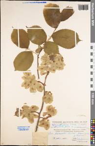 Ulmus glabra Huds., Eastern Europe, North Ukrainian region (E11) (Ukraine)