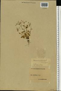 Ranunculus sceleratus L., Eastern Europe, Central forest-and-steppe region (E6) (Russia)