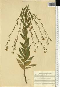 Camelina sativa (L.) Crantz, Eastern Europe, Middle Volga region (E8) (Russia)