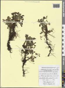 Sibbaldia parviflora Willd., Caucasus, Stavropol Krai, Karachay-Cherkessia & Kabardino-Balkaria (K1b) (Russia)