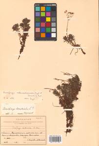 Saxifraga cherlerioides D. Don, Siberia, Russian Far East (S6) (Russia)