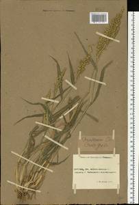 Echinochloa crus-galli (L.) P.Beauv., Eastern Europe, Rostov Oblast (E12a) (Russia)