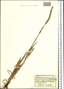 Phleum paniculatum Huds., Caucasus, Stavropol Krai, Karachay-Cherkessia & Kabardino-Balkaria (K1b) (Russia)