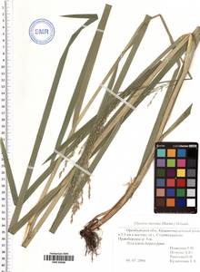 Glyceria maxima (Hartm.) Holmb., Eastern Europe, Eastern region (E10) (Russia)