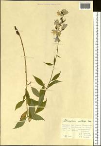 Adenophora sublata Kom., Siberia, Russian Far East (S6) (Russia)