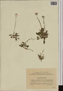 Noccaea fendleri subsp. glauca (A. Nelson) Al-Shehbaz & M. Koch, Western Europe (EUR) (Czech Republic)