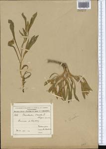 Convolvulus lineatus L., Middle Asia, Pamir & Pamiro-Alai (M2) (Uzbekistan)