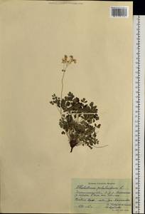 Thalictrum petaloideum L., Siberia, Baikal & Transbaikal region (S4) (Russia)