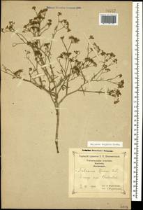 Falcaria vulgaris Bernh., Caucasus, Georgia (K4) (Georgia)