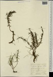 Satureja spicigera (K.Koch) Boiss., Caucasus, Turkish Caucasus (NE Turkey) (K7) (Turkey)