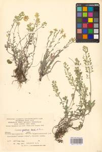 Alyssum gmelinii Jord. & Fourr., Eastern Europe, Central forest-and-steppe region (E6) (Russia)