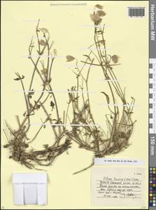 Silene lacera (Steven) Sims, Caucasus, North Ossetia, Ingushetia & Chechnya (K1c) (Russia)