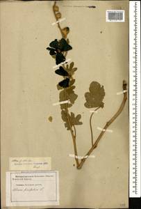 Alcea rugosa Alef., Caucasus, Stavropol Krai, Karachay-Cherkessia & Kabardino-Balkaria (K1b) (Russia)