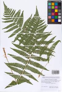 Dryopteris filix-mas (L.) Schott, Eastern Europe, Moscow region (E4a) (Russia)