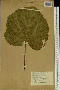 Rheum rhaponticum L., Siberia, Central Siberia (S3) (Russia)