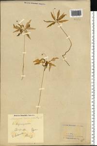 Anemone ranunculoides L., Eastern Europe, Eastern region (E10) (Russia)