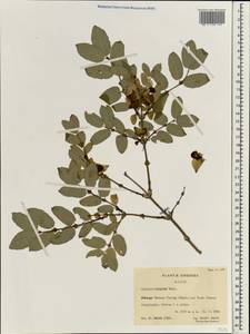 Lonicera hispida Pall. ex Roem. & Schult., South Asia, South Asia (Asia outside ex-Soviet states and Mongolia) (ASIA) (China)