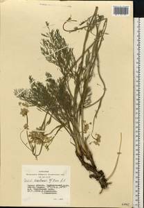 Hippomarathrum ledebourii (G.Don) J.H.Xue, Chepinoga & K.P.Ma, Siberia, Western Siberia (S1) (Russia)