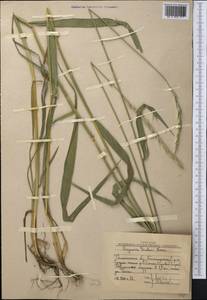 Elymus drobovii (Nevski) Tzvelev, Middle Asia, Western Tian Shan & Karatau (M3) (Uzbekistan)