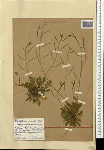 Diplotaxis muralis (L.) DC., Crimea (KRYM) (Russia)