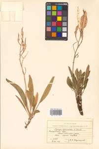 Parrya nudicaulis (L.) Regel, Siberia, Russian Far East (S6) (Russia)